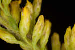 Wrinkleleaf goldenrod